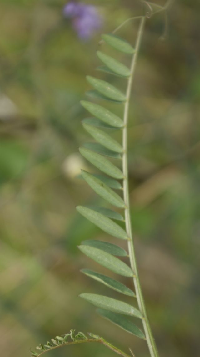 Vicia villosa